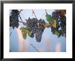 Barbera Grapes Ready For Harvest South Of Tortona In Piemonte, Italy by Michael S. Lewis Limited Edition Print