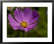 Close-Up Of A Beautiful Purple Flower, Groton, Connecticut by Todd Gipstein Limited Edition Print