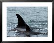 Killer Whales In Johnstone Strait Near Vancounver Island by Ralph Lee Hopkins Limited Edition Print