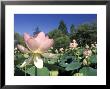 Emperor Lotus Flowers In Kenilworth Aquatic Gardens In Washington, D.C. by Richard Nowitz Limited Edition Print