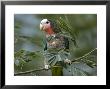 Cuban Amazon At The Sedgwick County Zoo, Kansas by Joel Sartore Limited Edition Print