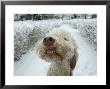 Dog Stands Outside On A Snowy Day In Lincoln, Nebraska by Joel Sartore Limited Edition Pricing Art Print