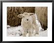 Lamb In The Snow, Massachusetts by Tim Laman Limited Edition Print