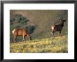 Two Deer Graze On The Alpine Ridge Trail In The Rocky Mountain National Park, Colorado by Richard Nowitz Limited Edition Print