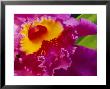 Close View Of A Bright Pink Cattleya Orchid by Jonathan Blair Limited Edition Pricing Art Print