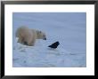 Portrait Of A Polar Bear And A Raven by Norbert Rosing Limited Edition Pricing Art Print