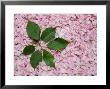 Burst Of Green Leaves On A Pink Carpet Of Japanese Cherry Blossoms by Stephen St. John Limited Edition Print