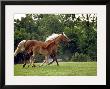 Mare Runs With Her Foal Through A Pasture by Rex Stucky Limited Edition Print