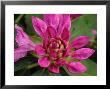 Whorl Of Rhododendron Buds And Flowers, Belmont, Massachusetts, Usa by Darlyne A. Murawski Limited Edition Print