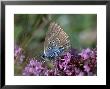 Large Blue, Maculinea Arion, Butterfly Sitting On Pink Flowers, Silvakra, Sweden by Darlyne A. Murawski Limited Edition Print