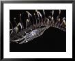 A Crinoid Shrimp by David Doubilet Limited Edition Pricing Art Print