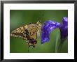 A Butterfly Resting On An Iris Flower by Michael S. Yamashita Limited Edition Pricing Art Print