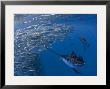 Sailfish Hunt Sardines Using Their Bills And Sails To Corner The Fish by Paul Nicklen Limited Edition Print