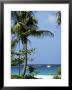 Yachts And Palms, Barbados, West Indies, Caribbean, Central America by J Lightfoot Limited Edition Print