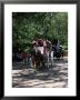 Horse Drawn Carriage In Central Park, Manhattan, New York, New York State, Usa by Yadid Levy Limited Edition Print