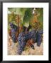 Grapes In Vineyard Near Logrono, Ebro Valley, La Rioja Province, Spain, Europe by Charles Bowman Limited Edition Print