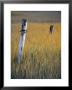 Fence Posts In Salt Grass, Hope, Alaska, United States Of America, North America by James Hager Limited Edition Print