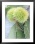 Sweet Chestnuts With Leaves by Brigitte Sporrer Limited Edition Print