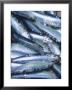 Freshly Caught Sardines (Brittany, France) by Joerg Lehmann Limited Edition Print