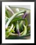 Spring Onions In A Dish by Neil Corder Limited Edition Print