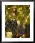 Grapes And Vineyard, Rutherford, Napa Valley, California by Walter Bibikow Limited Edition Print