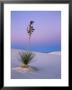 Yucca On Dunes At Dusk, Heart Of The Dunes, White Sands National Monument, New Mexico, Usa by Scott T. Smith Limited Edition Print