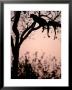 Leopard With Impala Carcass In Tree, Okavango Delta, Botswana by Pete Oxford Limited Edition Print