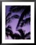 Palm Trees With Moon, Hawaii, Usa by John & Lisa Merrill Limited Edition Pricing Art Print