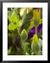 Close View Of Two Yellow Symphony Osteospermum Buds, Groton, Connecticut by Todd Gipstein Limited Edition Print