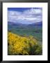 Yellow Broom Over Pasture In Dalefield And The Remarkables by Rich Reid Limited Edition Print