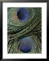 Close View Of Colorful Peacock Feathers by Marc Moritsch Limited Edition Print