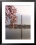 Cherry Blossoms Frame The Washington Monument by Rex Stucky Limited Edition Pricing Art Print