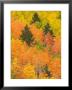 Leaves Of A Forest Change Colors In Autumn, Santa Fe, New Mexico, Usa by Ralph Lee Hopkins Limited Edition Print