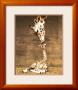 Giraffe - First Kiss by Ron D'raine Limited Edition Pricing Art Print