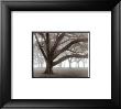 Oak Grove In Fog by William Guion Limited Edition Print