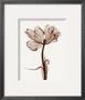 Parrot Tulips I by Steven N. Meyers Limited Edition Print