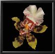 Tiger Orchid by Rosemarie Stanford Limited Edition Pricing Art Print