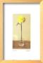 Yellow Dahlia by Judy Mandolf Limited Edition Print