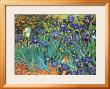 Garden Of Irises by Vincent Van Gogh Limited Edition Print