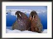 Two Atlantic Walruses Rest On A Piece Of Ice by Paul Nicklen Limited Edition Print