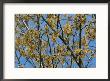 Close View Of Witch Hazel Blossoms by Darlyne A. Murawski Limited Edition Print