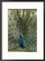 A View Of An Indian Peacock With Tail Feathers Spread by Norbert Rosing Limited Edition Print