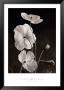Iceland Poppies I by Sondra Wampler Limited Edition Pricing Art Print