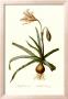 Amaryllis Broussonetti by Georg Dionysius Ehret Limited Edition Print
