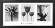 Art Forms In Nature Ii by Karl Blossfeldt Limited Edition Print