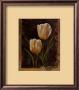 Twin Tulip I by Rumi Limited Edition Print