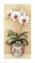 Exotic Orchids Ii by Jean Scott Tonge Limited Edition Print