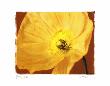 Poppy Ii by Amy Melious Limited Edition Pricing Art Print