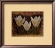 Triple Tulip I by Rumi Limited Edition Print