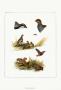 Partridge by Rial Limited Edition Pricing Art Print